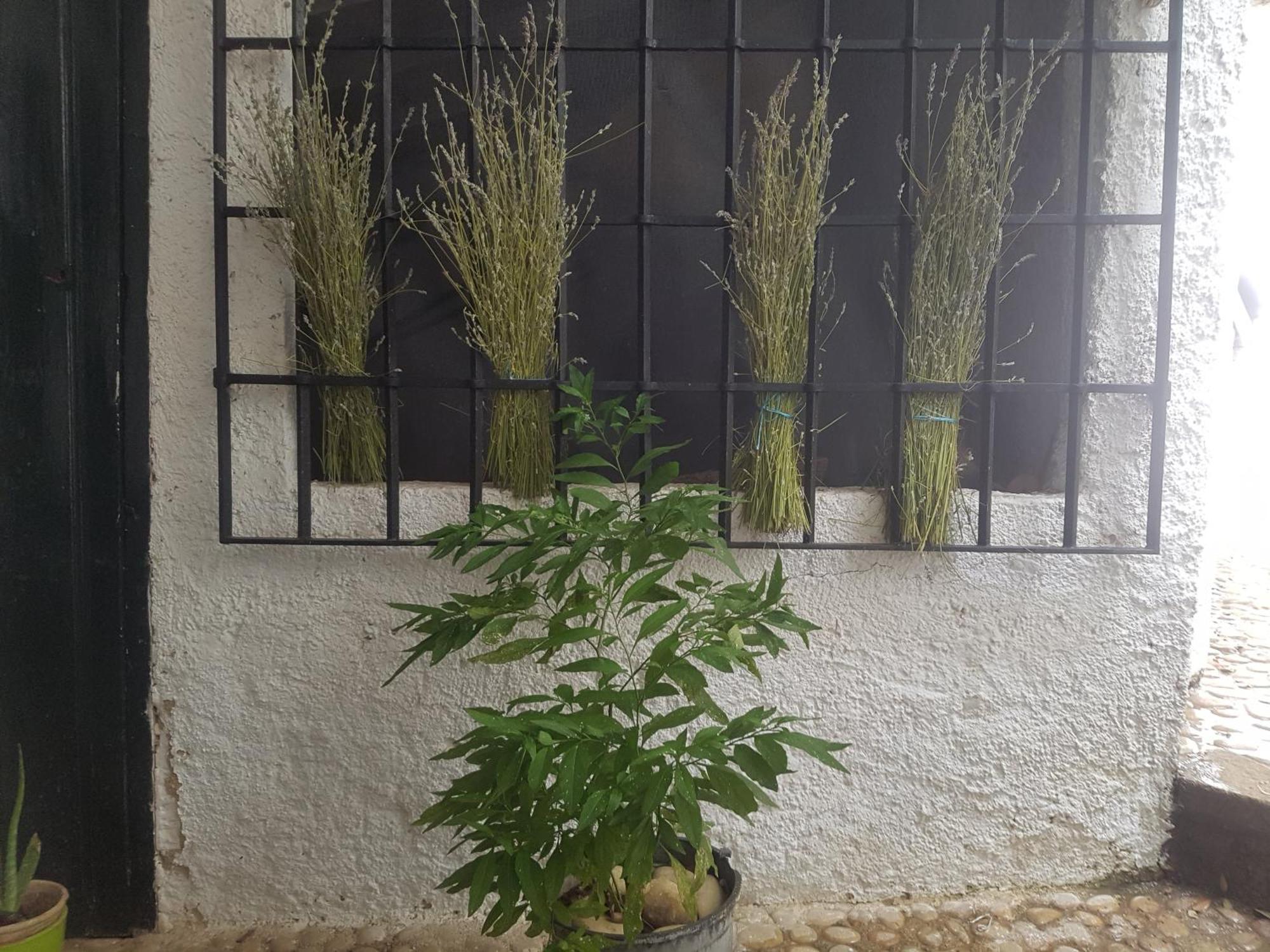 ייסטה Las Encinas מראה חיצוני תמונה